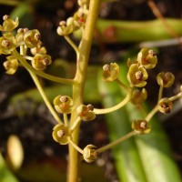 Nepenthes distillatoria L.